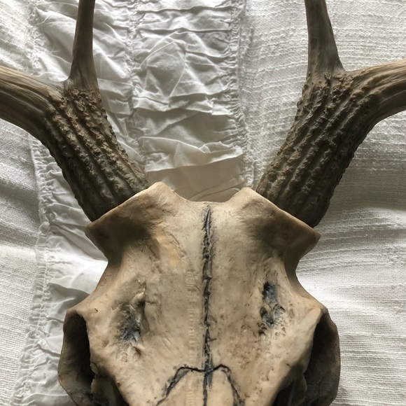 Antler Wall Decor - Picture 4 of 6
